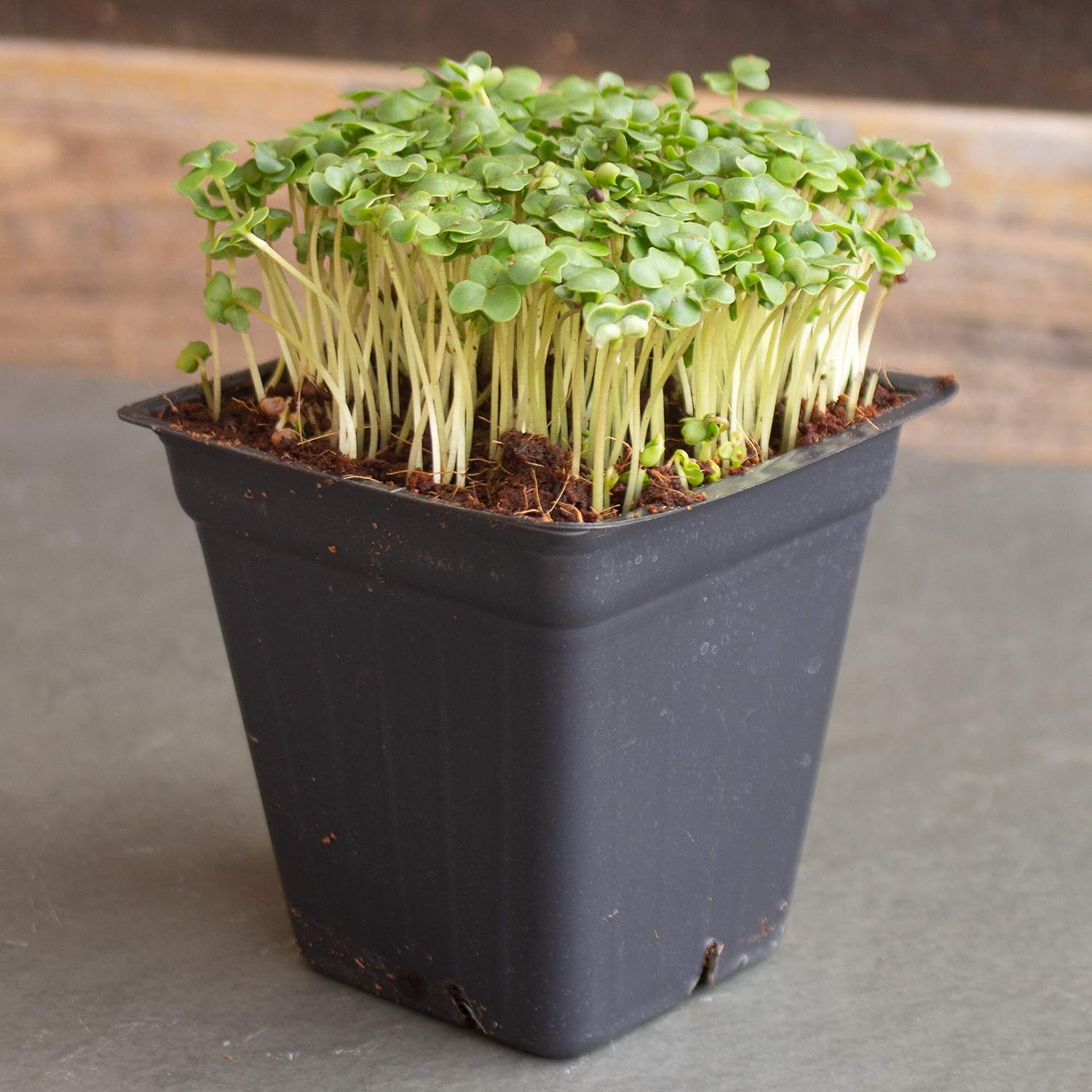 Mountain Valley Seed Co Broccoli Microgreens Seeds 1 Lb ~16,000 Seeds | Non-GMO - High Germination, Seed for Growing