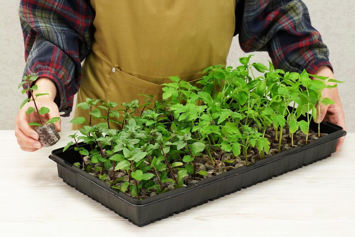 PlantBest 72 Coconut Coir Pellet Seed Starting Greenhouse Kit – 35mm Peat-Free Pellets, All-in-One Seed Starter Tray