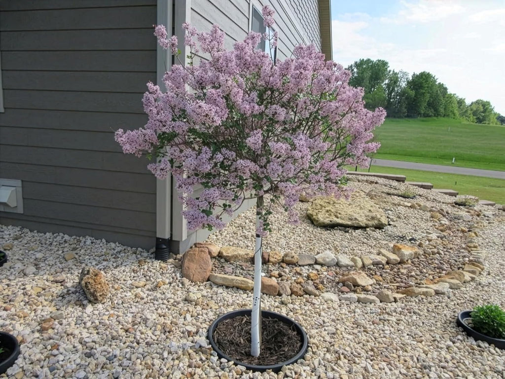6-Pack 24-inch Tree Planting Rings – Deep Root Watering Basin & Edging.