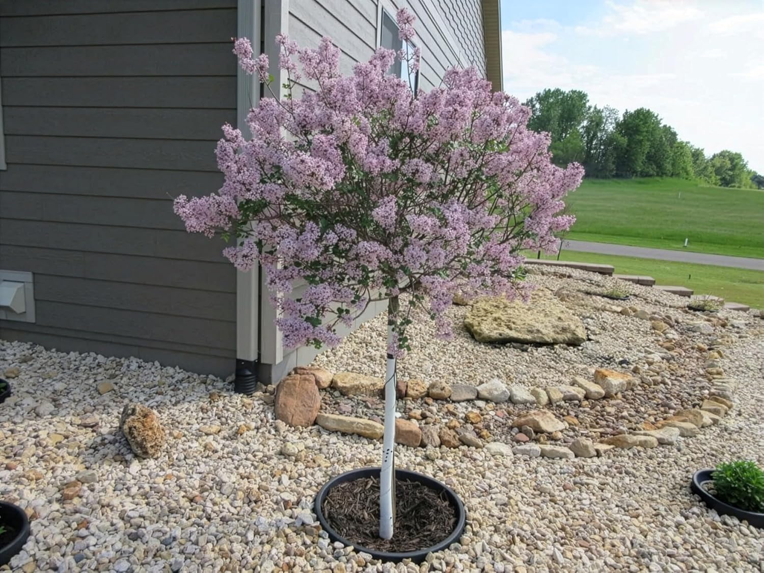 6-Pack 24-inch Tree Planting Rings – Deep Root Watering Basin & Edging.