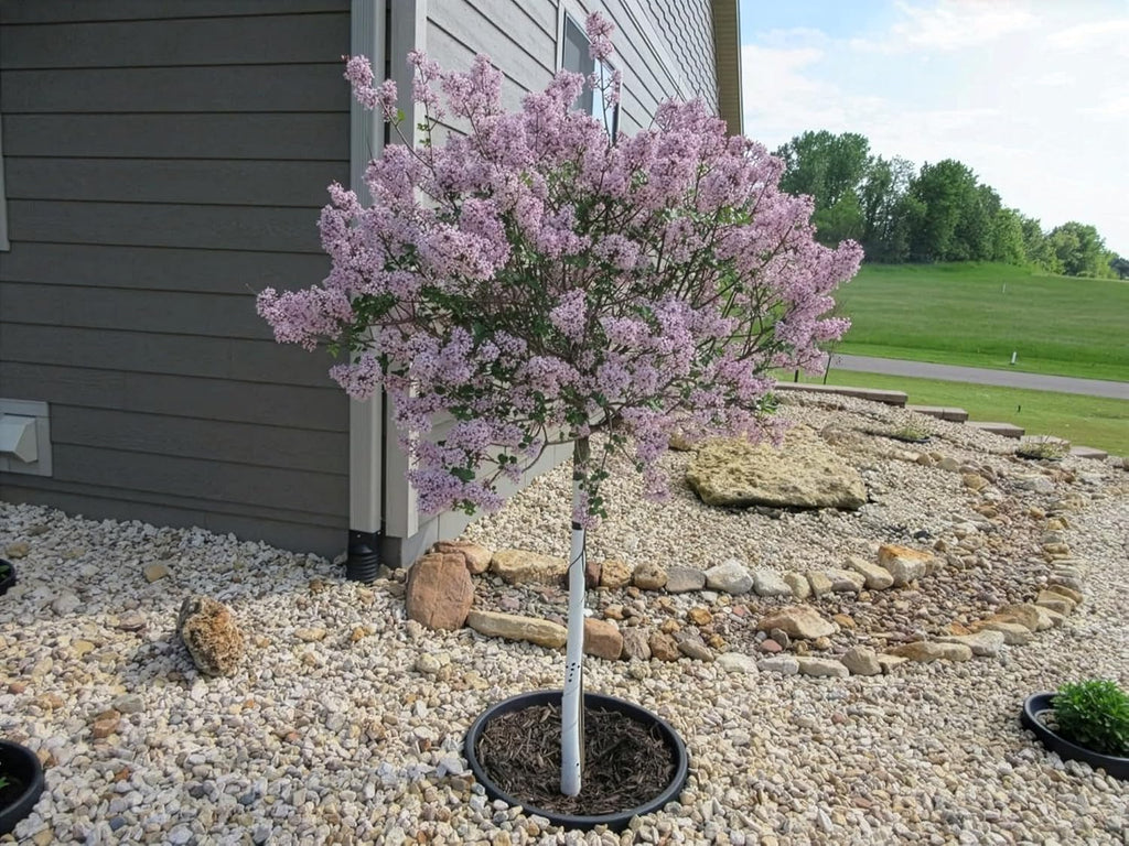 12-Pack 24-inch Tree Planting Rings – Deep Root Watering Basin & Edging.