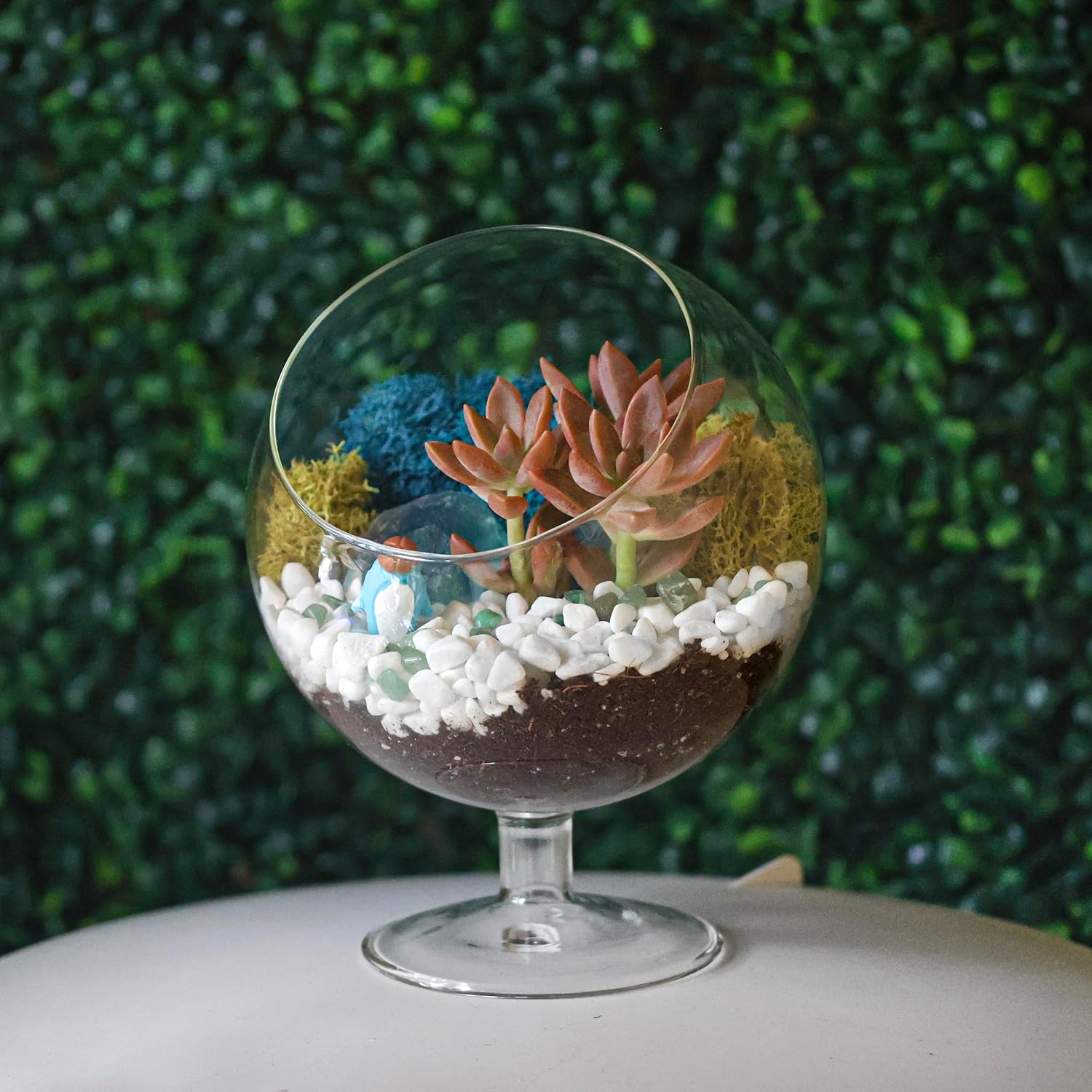 Creations by Nathalie DIY 6" Chalice Terrarium Kit Build Your Own Glass Terrarium for Adults & Teens, DIY Terrarium Kit