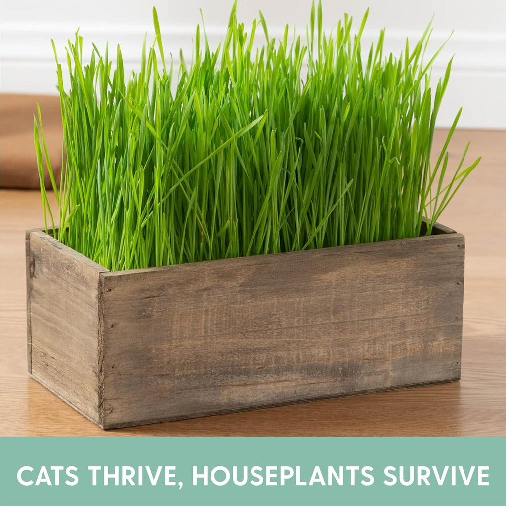 The Cat Ladies Cat Grass Kit Complete with Rustic Wood Planter, Organic Seed and Soil. Easy to Grow - Great for Indoor