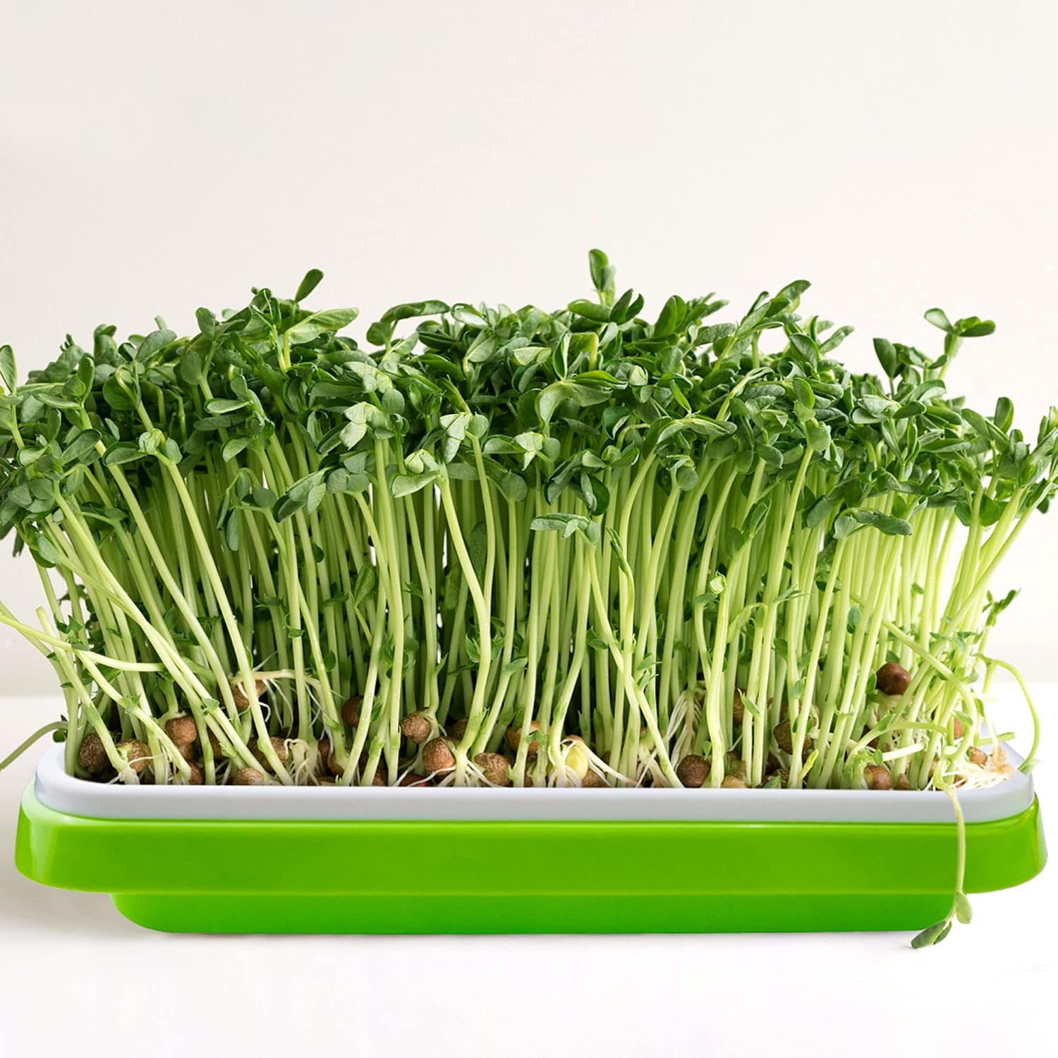 Pack 10 Seed Sprouter Tray with Drain Holes,Seed Germination Tray Kit BPA Free Nursery Tray,Soil-Free Big Capacity