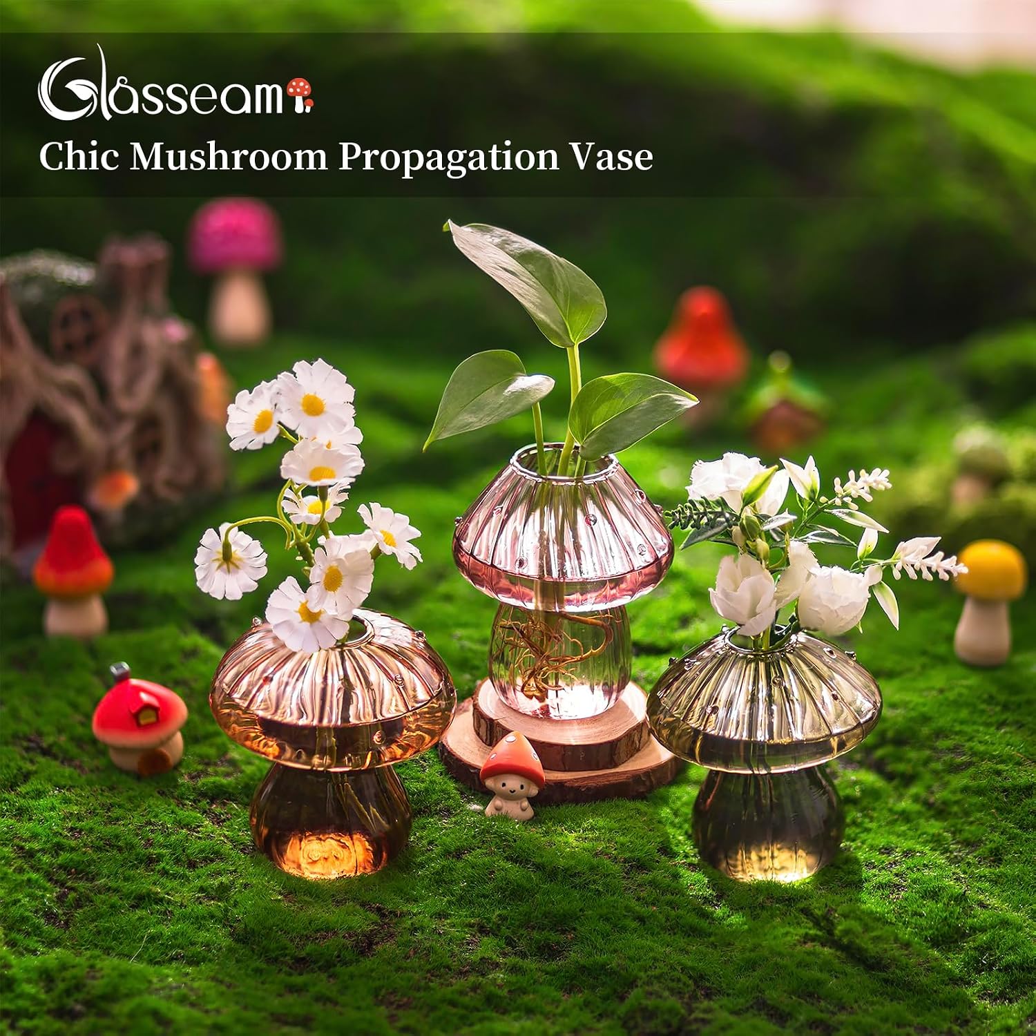 Glasseam Mushroom Plant Propagation Station: 3 Pcs Glass Terrarium Jar | Handmade Small Hydroponic Planter with Wood