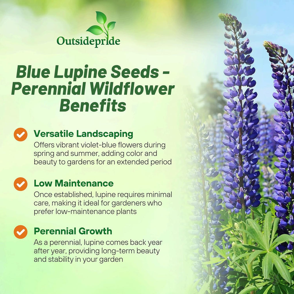 Outsidepride Wild Blue Perennial Lupine Seeds - 1 Lb. Self-Sowing, Cold Hardy & Frost Tolerant Wildflower Seeds for