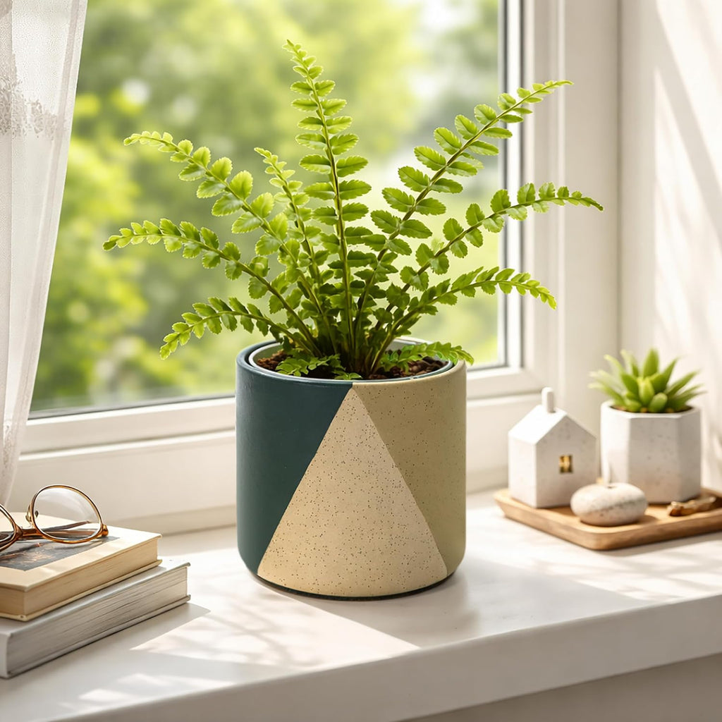 D'vine Dev Cachepot, Clear Pot & Saucer, 6.5 in, Desert Forest, 93-O-C-1 | Dual-Pot System, Root Visibility, Bottom
