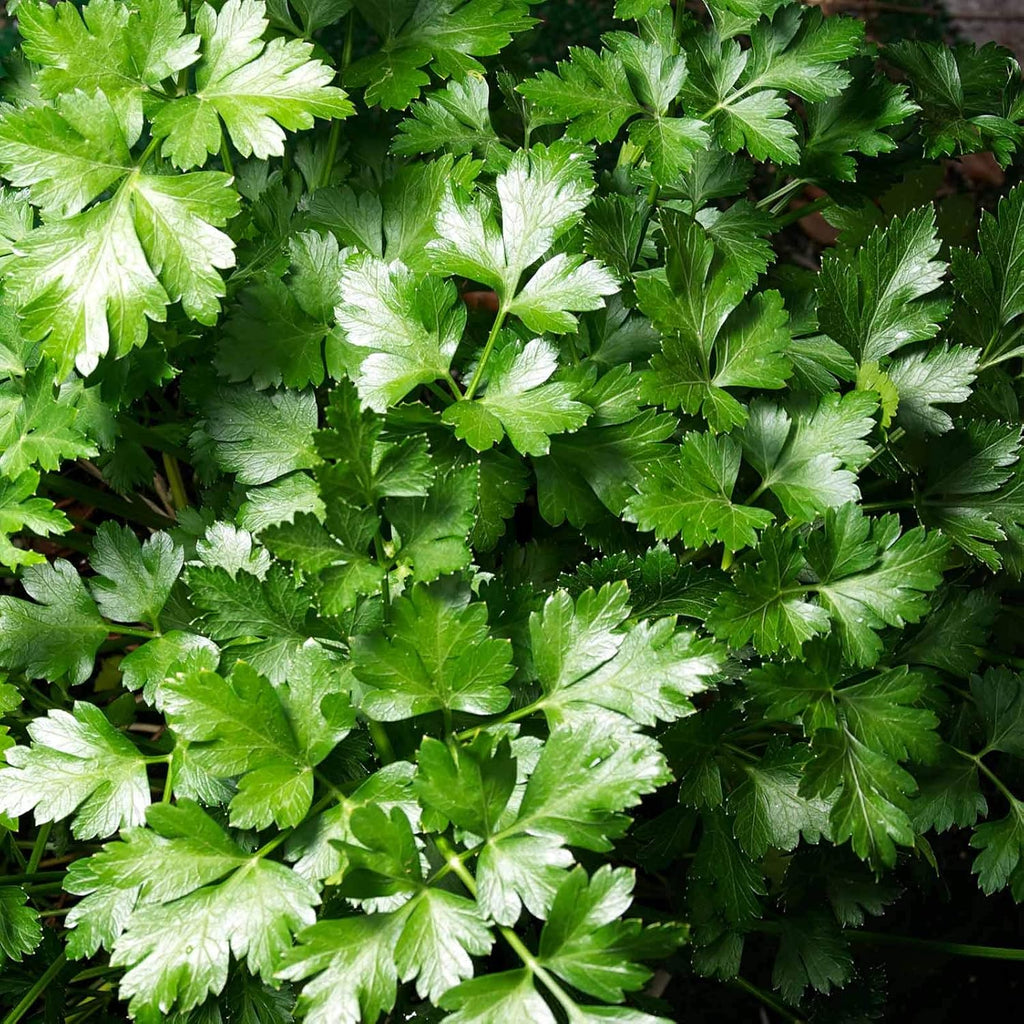 Mountain Valley Seed Co Dark Green Italian Flat-Leaf Parsley Seeds 1 Lb | Non-GMO, Heirloom Herb Seeds for Herbal