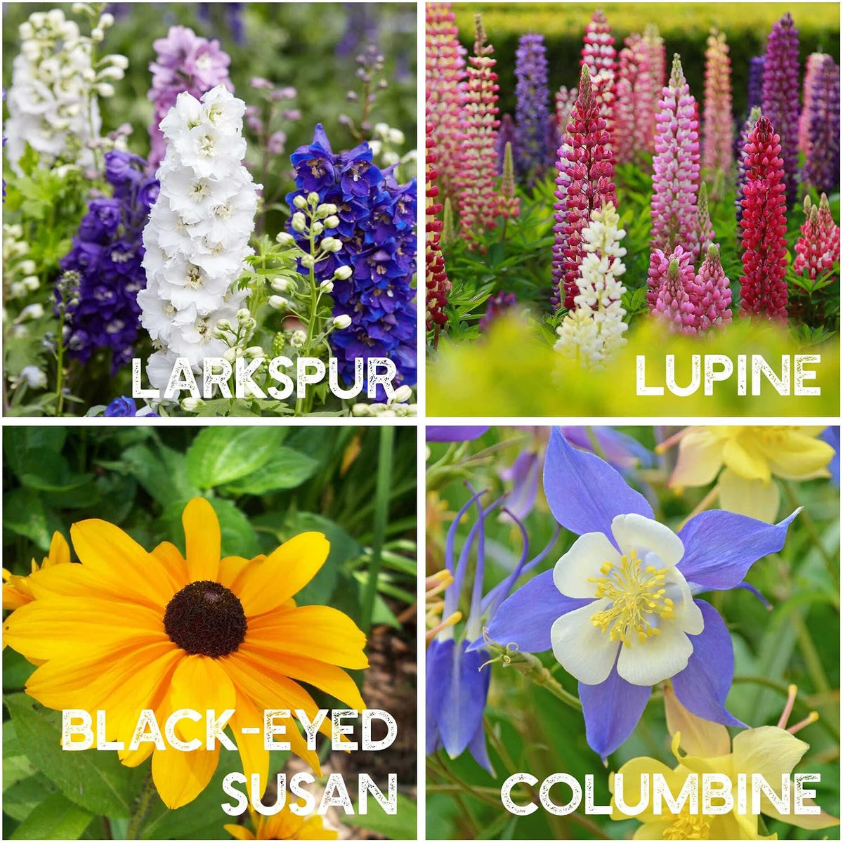 Mountain Valley Seed Co 35 Varieties Flower Seed for Planting 20,000 Seeds | Includes Annuals Perennials, & Wildflowers