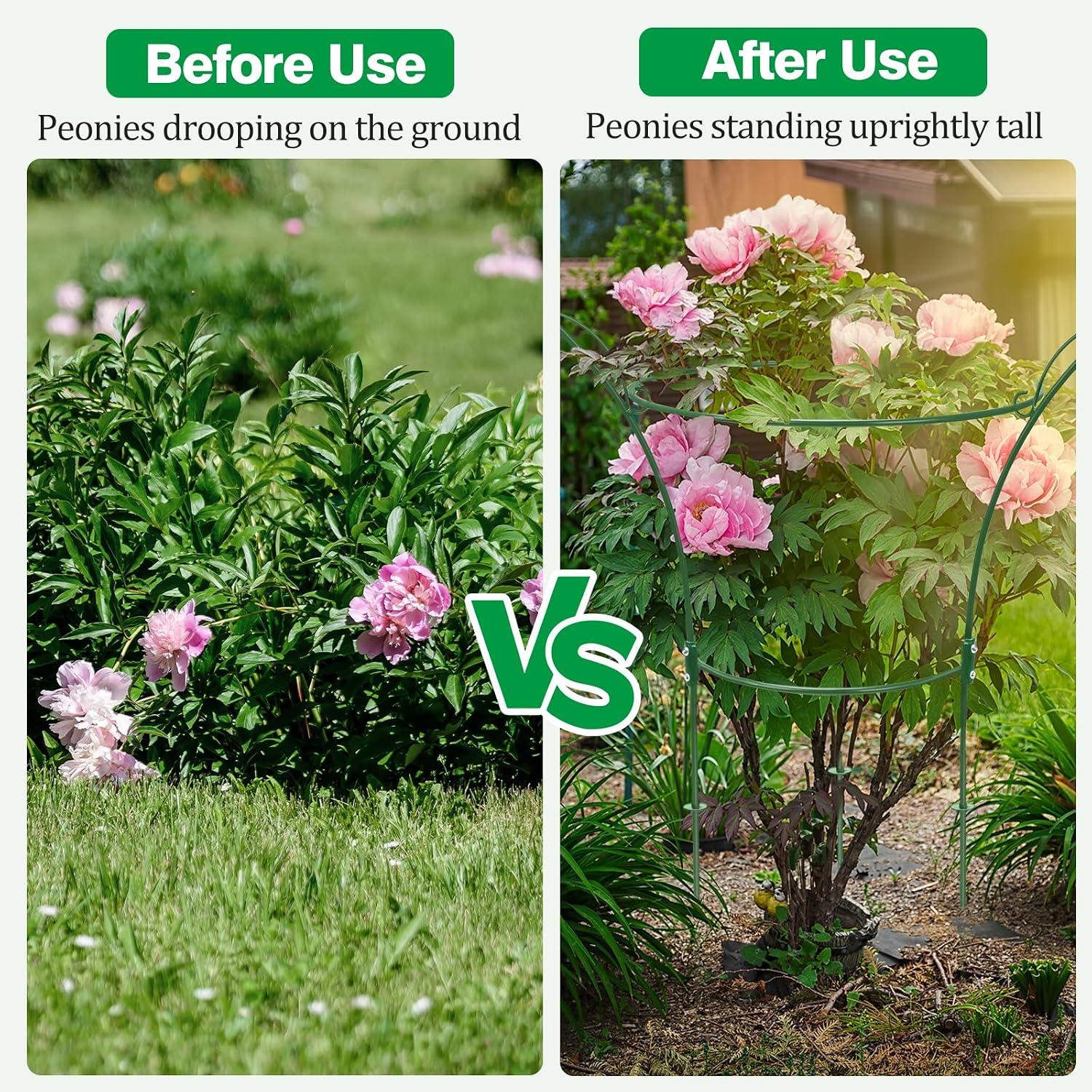 2 Pack Peony Cages and Supports Cages 13" D x 22.8" H Sturdy Metal Support Frame for Peonies & Roses Natural Bouquet