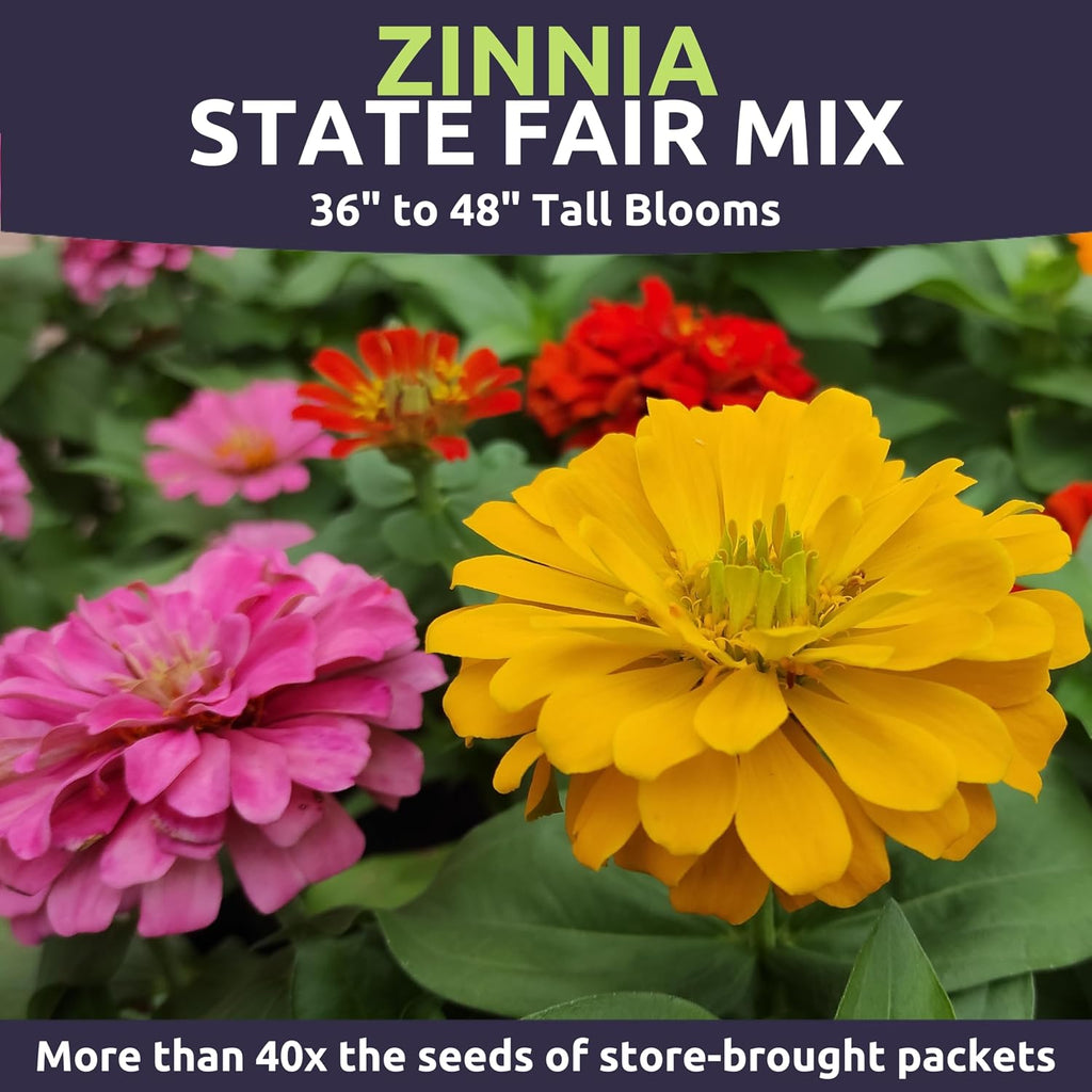 Zinnia State Fair Mix – Large 2 Ounces Seed Packet – 4,000 Flower Seeds for Planting