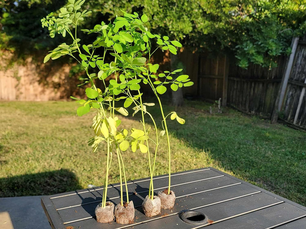 Moringa Plants 10 Moringa Trees Live Saplings - PKM1 Variety - Natural Herbs - with Free Moringa Seeds - Drumstick Tree