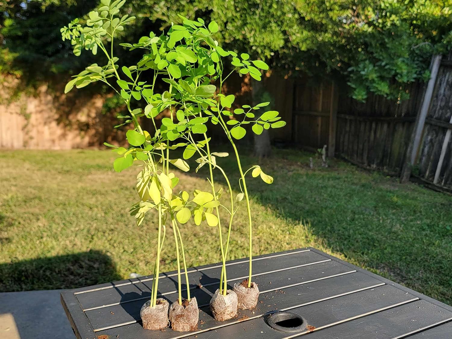 Moringa Plants 10 Moringa Trees Live Saplings - PKM1 Variety - Natural Herbs - with Free Moringa Seeds - Drumstick Tree