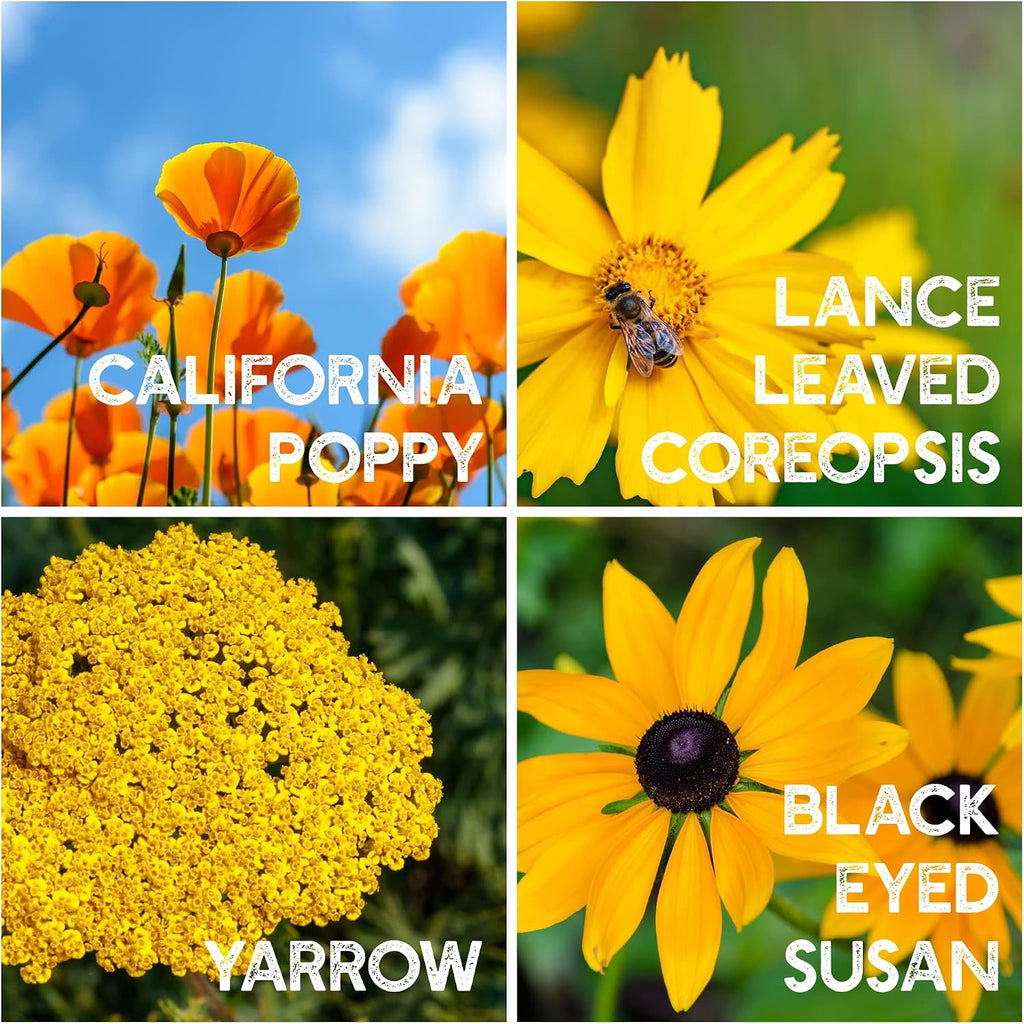 Mountain Valley Seed Co Wildflower Seeds Bulk - Meadow Wildflower Seed Mix | 5 Lbs Bulk, Annual & Perennial Wildflowers