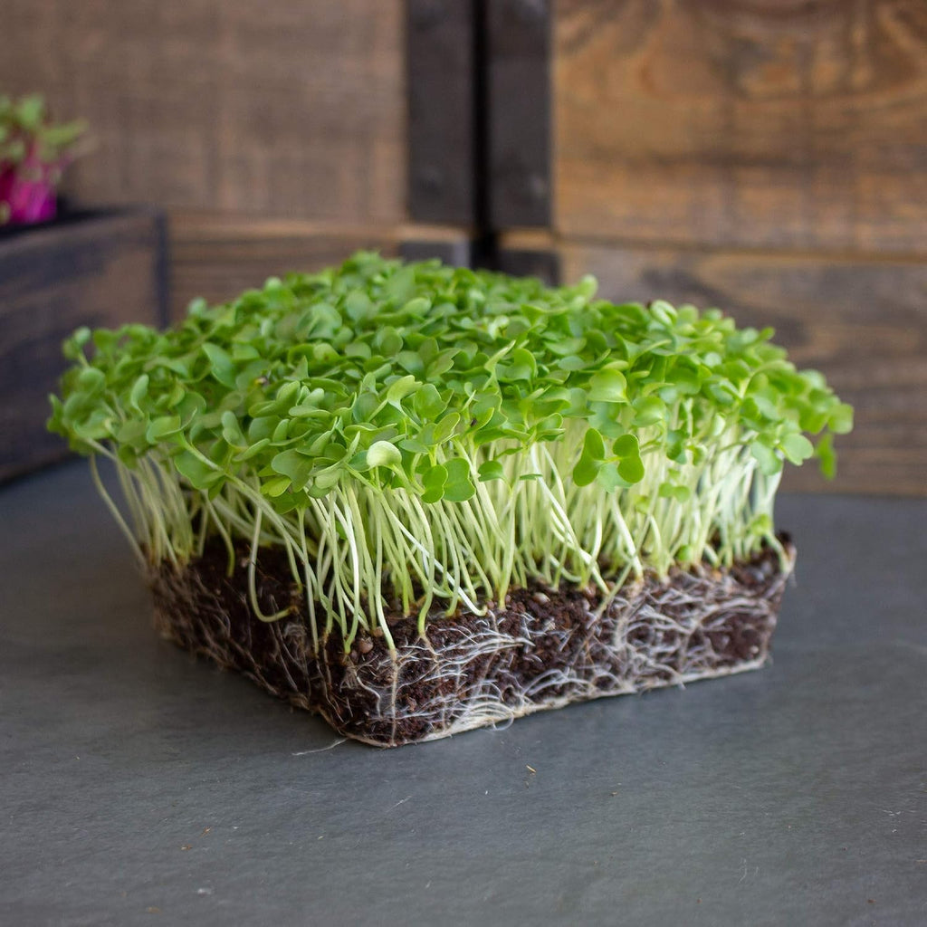 Mountain Valley Seed Co Kale Garden Seeds Vates Blue Scotch Curled 1 Lb | Non-GMO - Heirloom- Vegetable Gardening &