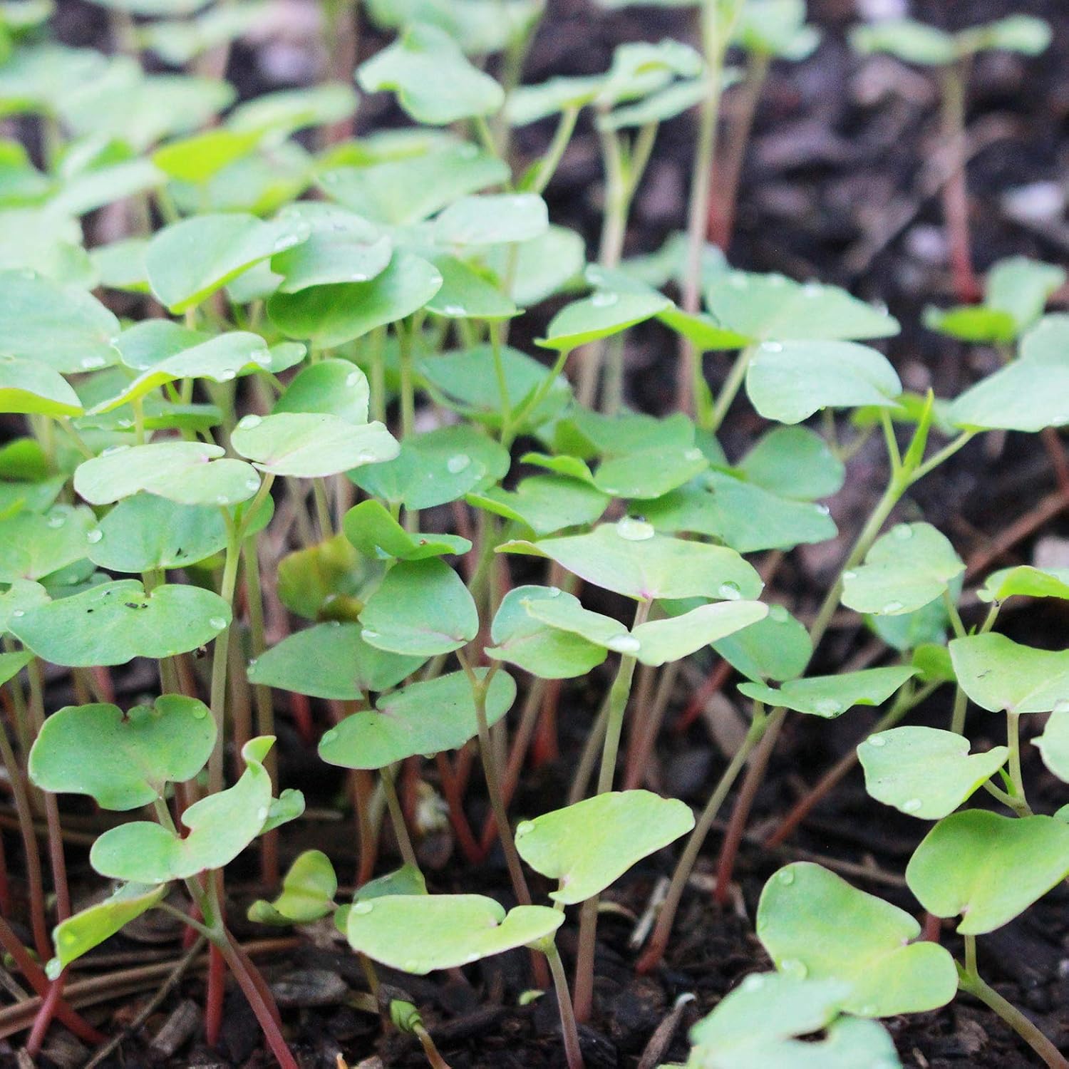 Mountain Valley Seed Co Buckwheat Seed - 5 Lb ~60,000 Seeds - Organic | Non-GMO, Whole (Shell On) - Grow Buck Wheat