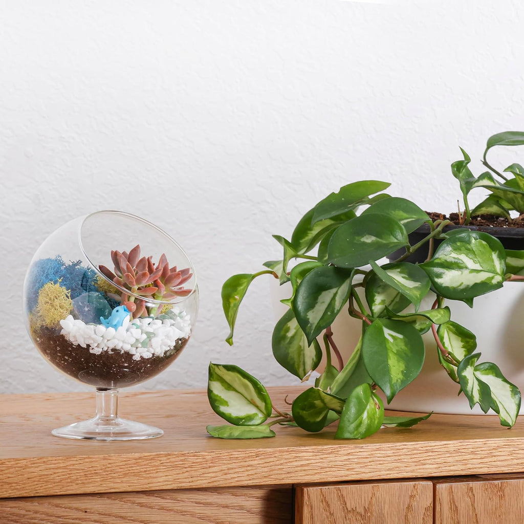 Creations by Nathalie DIY 6" Chalice Terrarium Kit Build Your Own Glass Terrarium for Adults & Teens, DIY Terrarium Kit