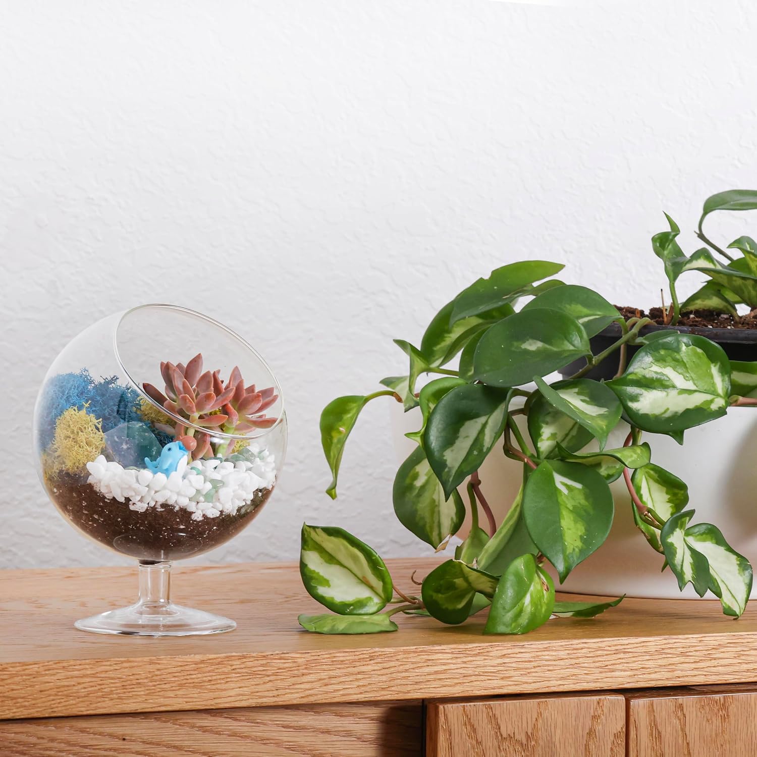 Creations by Nathalie DIY 6" Chalice Terrarium Kit Build Your Own Glass Terrarium for Adults & Teens, DIY Terrarium Kit