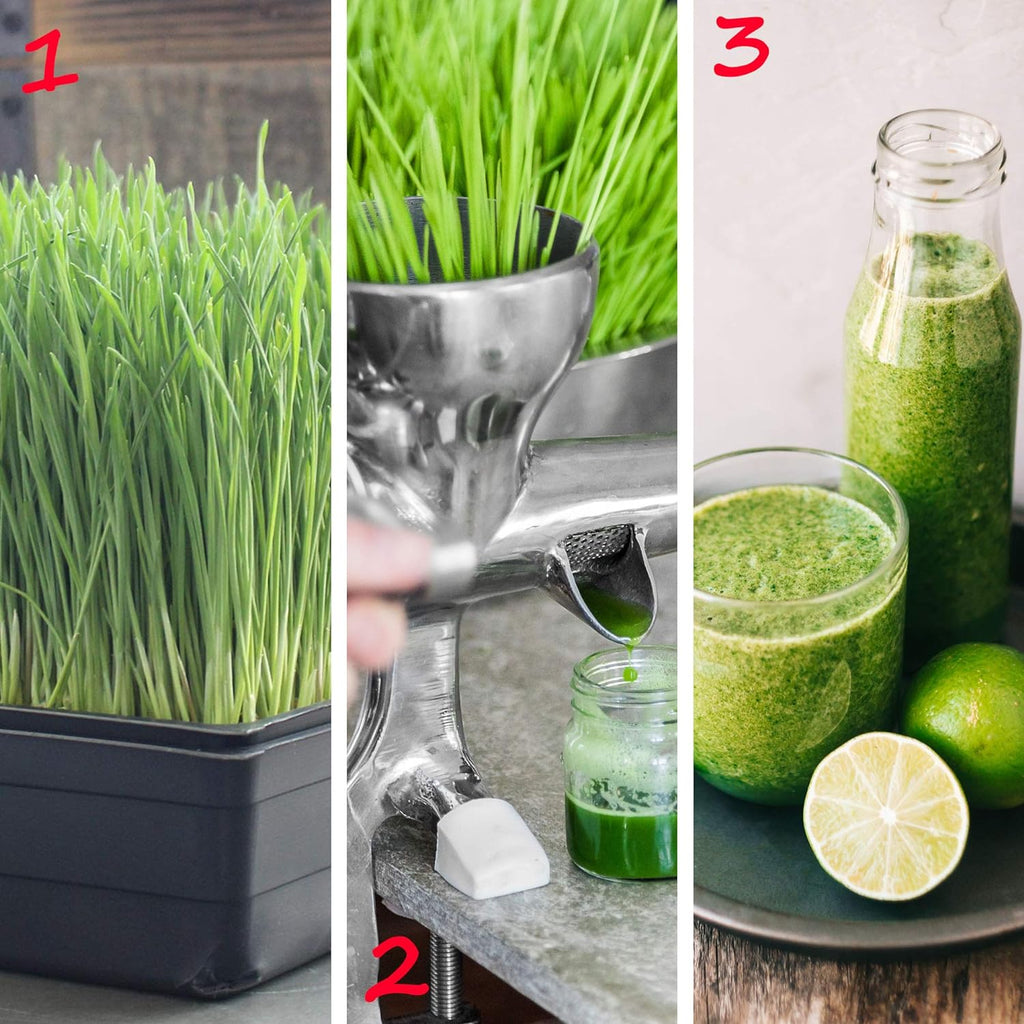 Handy Pantry 50-Pack 1010 Garden Growing Trays Without Drain Holes 10 x 10 | Plastic Plant Trays No Holes Wheatgrass