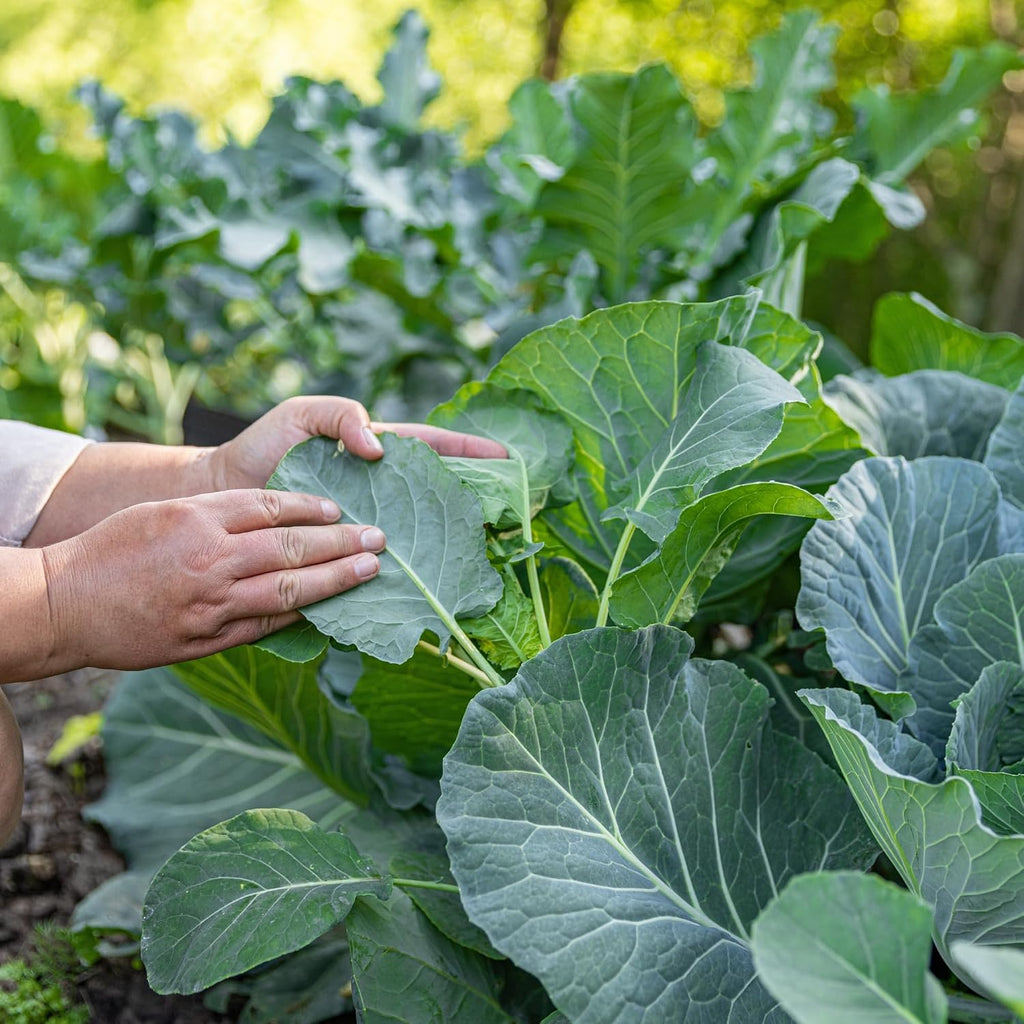 Bulk Collard Green Seeds for Planting - 1 Pound Over 128,000 Heirloom Non-GMO Georgia Southern Collard Seeds - Leafy