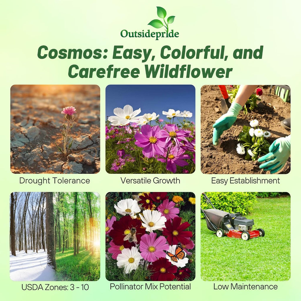 Outsidepride Sensation Mix Cosmos Bipannatus Seeds - 1 lb. Annual, Drought-Tolerant, Self-Sowing, Mixed Flower Seeds