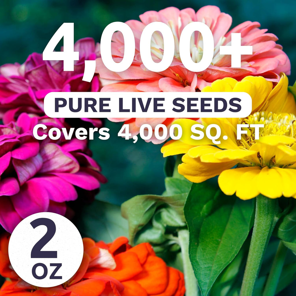 Zinnia State Fair Mix – Large 2 Ounces Seed Packet – 4,000 Flower Seeds for Planting
