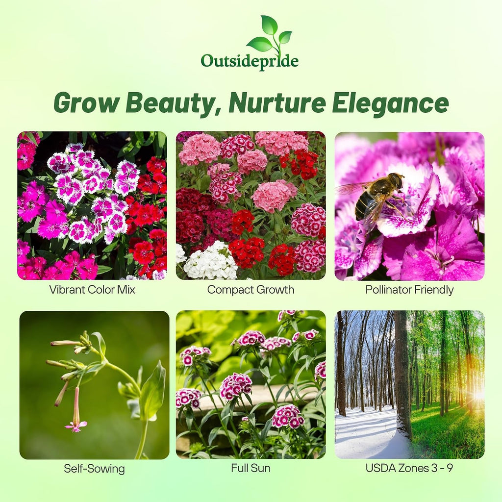 Outsidepride Sweet William Dianthus Seeds - 1 Lb. Perennial, Winter Hardy Wildflower Seeds w/Fragrant & Vibrant Blooms