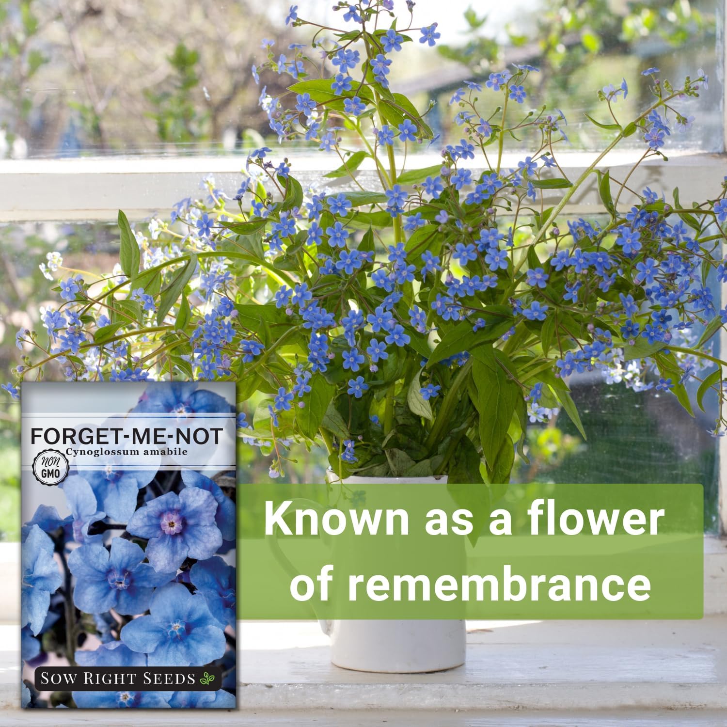 Sow Right Seeds - Chinese Forget-Me-Not Seed for Planting Flowers 25pk | Plant annual non-GMO heirloom for outdoor home