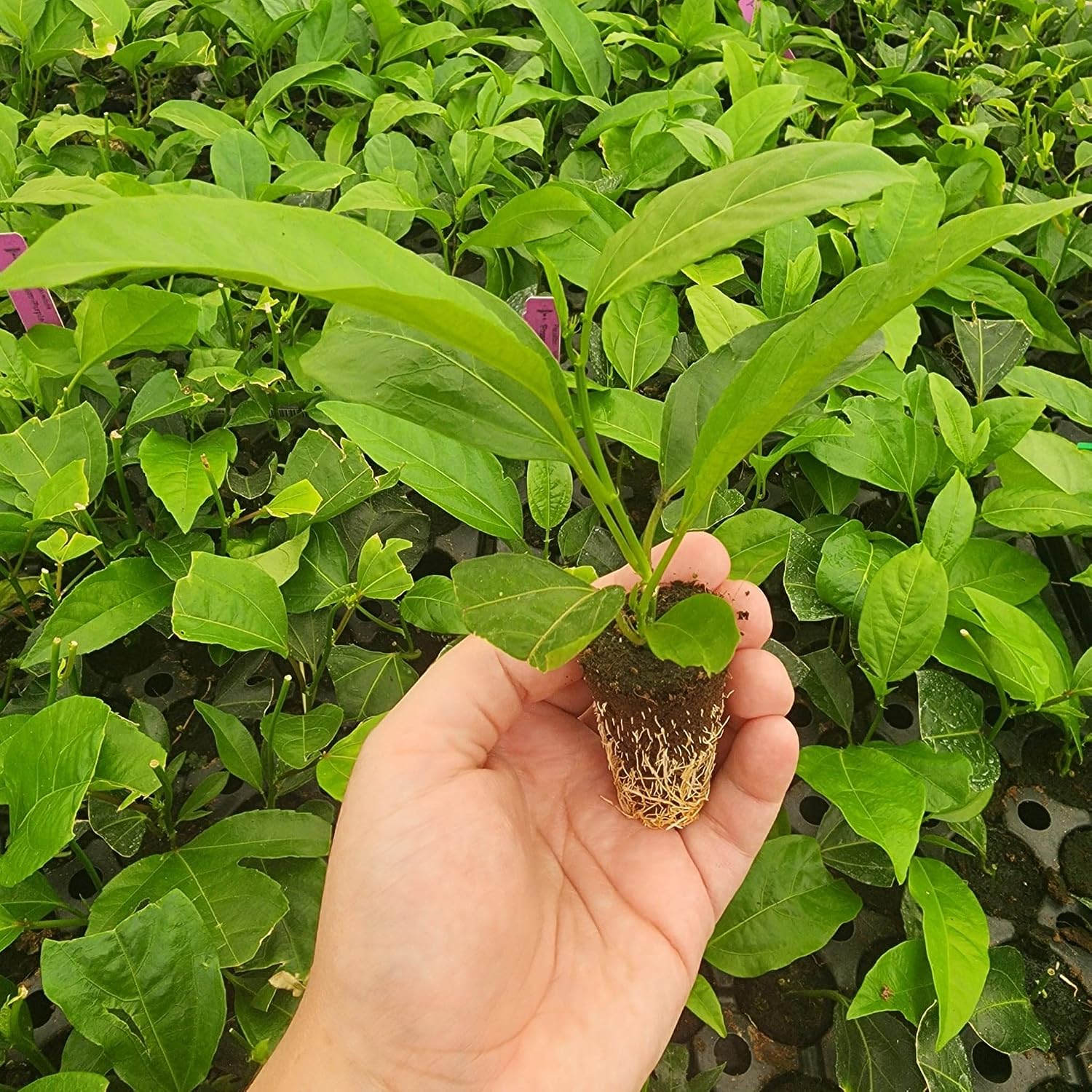 Passion Fruit Live Plant 4 Pack – 'Possum Purple' (Maracuya) — Self-Fertile Passiflora edulis Vine for Trellis, Arbor &