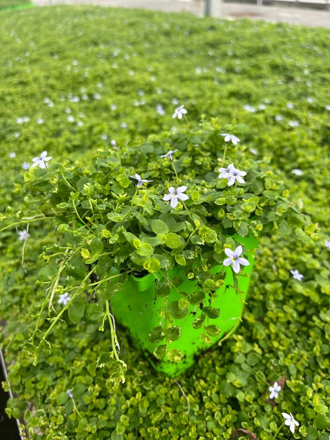 Isotoma fluviatilis (Blue Star Creeper) Groundcover, Size- Container, Bluish Flowers