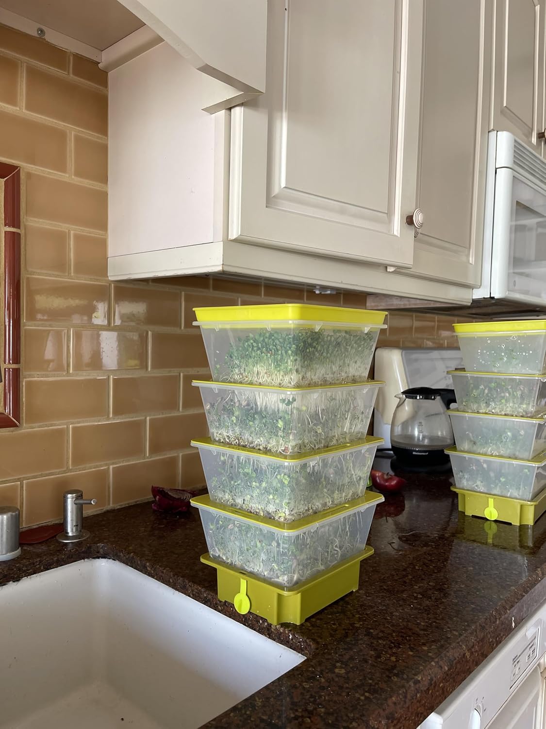 Sprouting Trays - 4-Tier Seed Sprouter with Drain Spout | 4 BPA-free stackable trays with a drain spout for easy home
