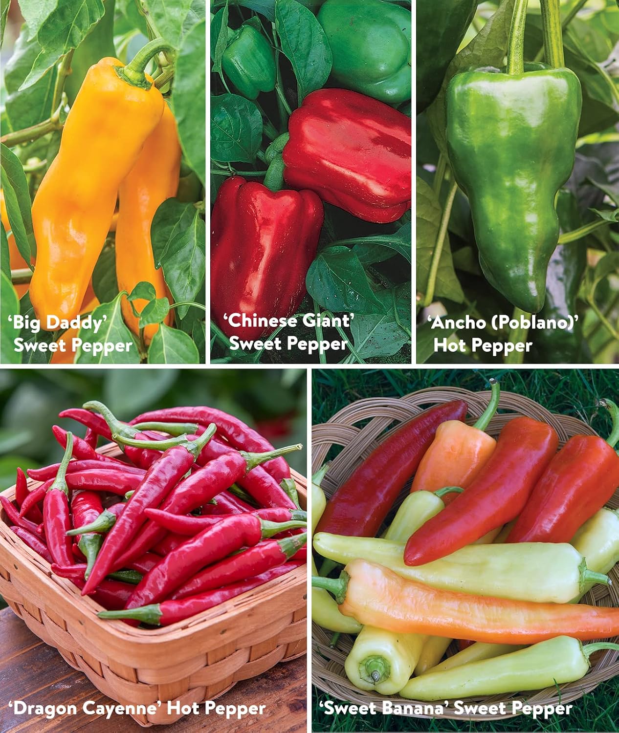 Burpee Best Collection | 10 Packets of Non-GMO Fresh Mix of Hot Pepper & Sweet Varieties | Jalapeno, Bell Pepper Seeds