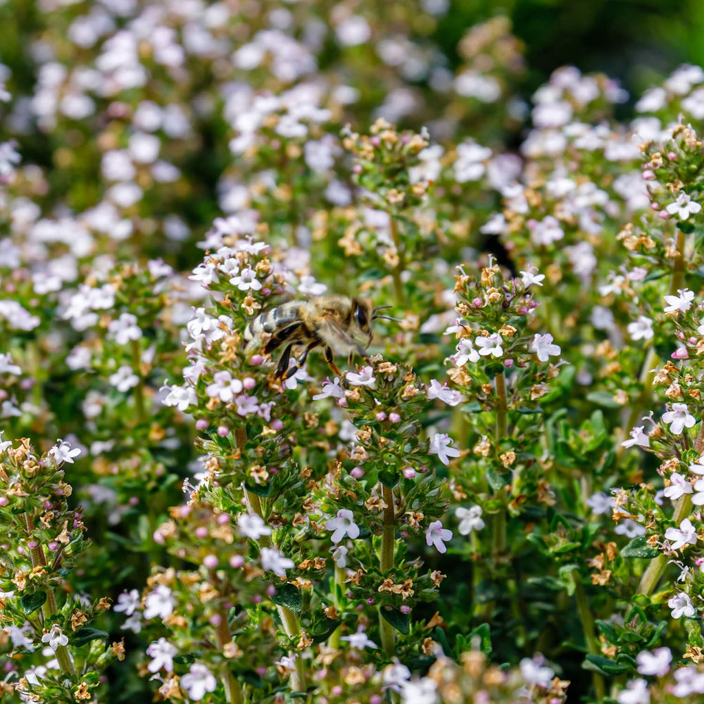 Outsidepride German Winter Thyme Seeds - 1/4 lb, Perennial, Hardy, Heat & Drought-Tolerant Herb Seeds for Planting for