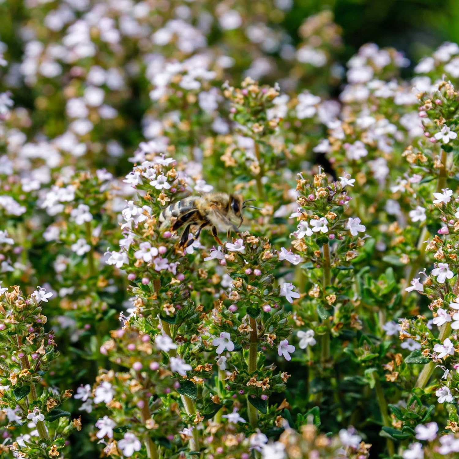 Outsidepride German Winter Thyme Seeds - 1/4 lb, Perennial, Hardy, Heat & Drought-Tolerant Herb Seeds for Planting for