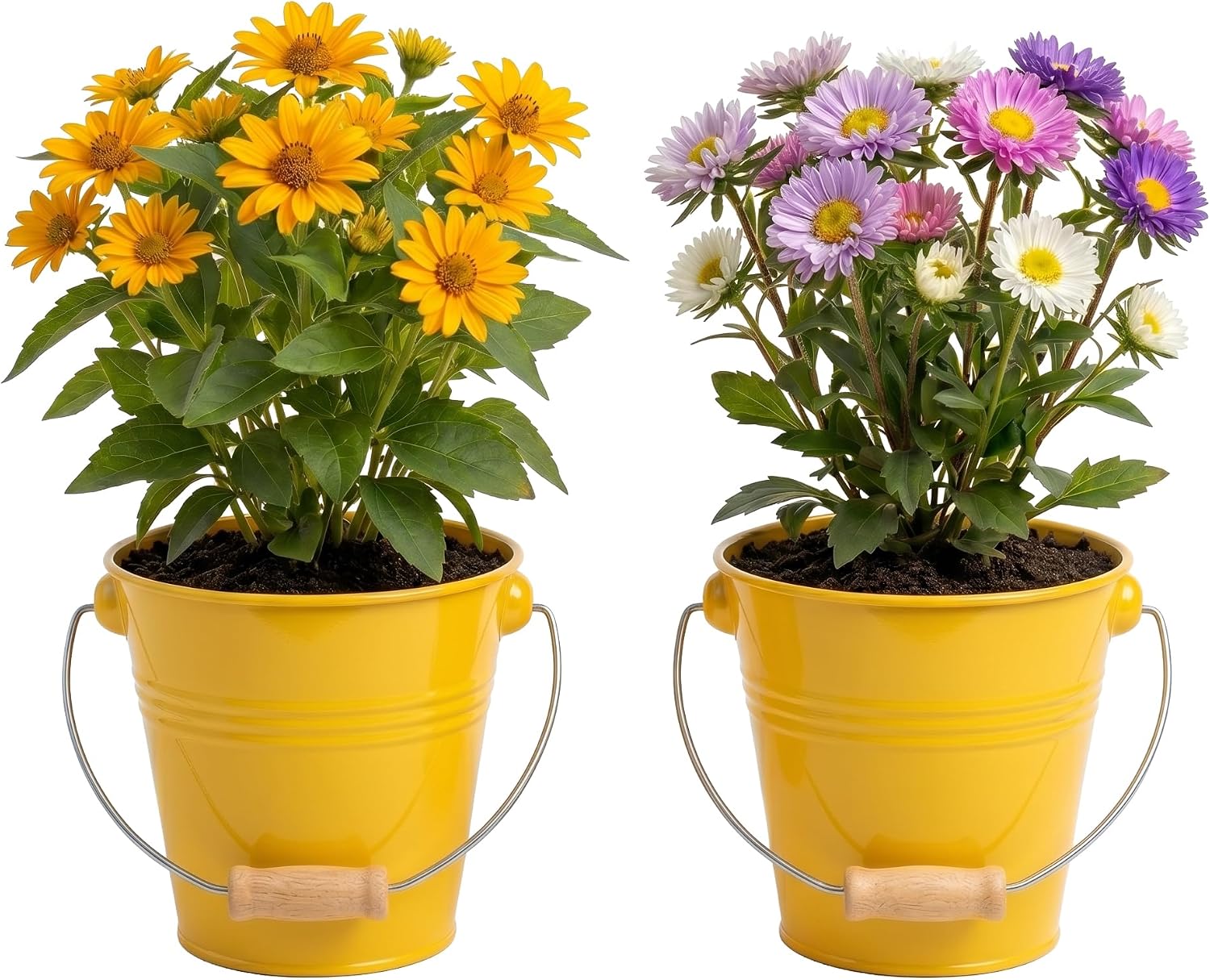 BUZZY Seeds Pollinator 2-Pack Grow Kit with Aster and Ox-Eye Sunflower Seeds, Growing Medium, and Decorative Yellow