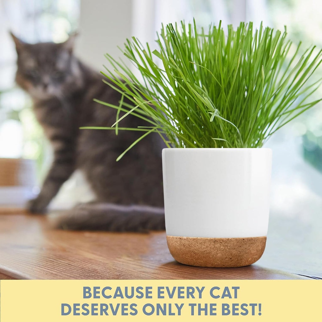 The Cat Ladies Cat Grass for Indoor Cats Kit with Organic Cat Grass Seed Mix, Soil and Ceramic & Cork Planter, Natural