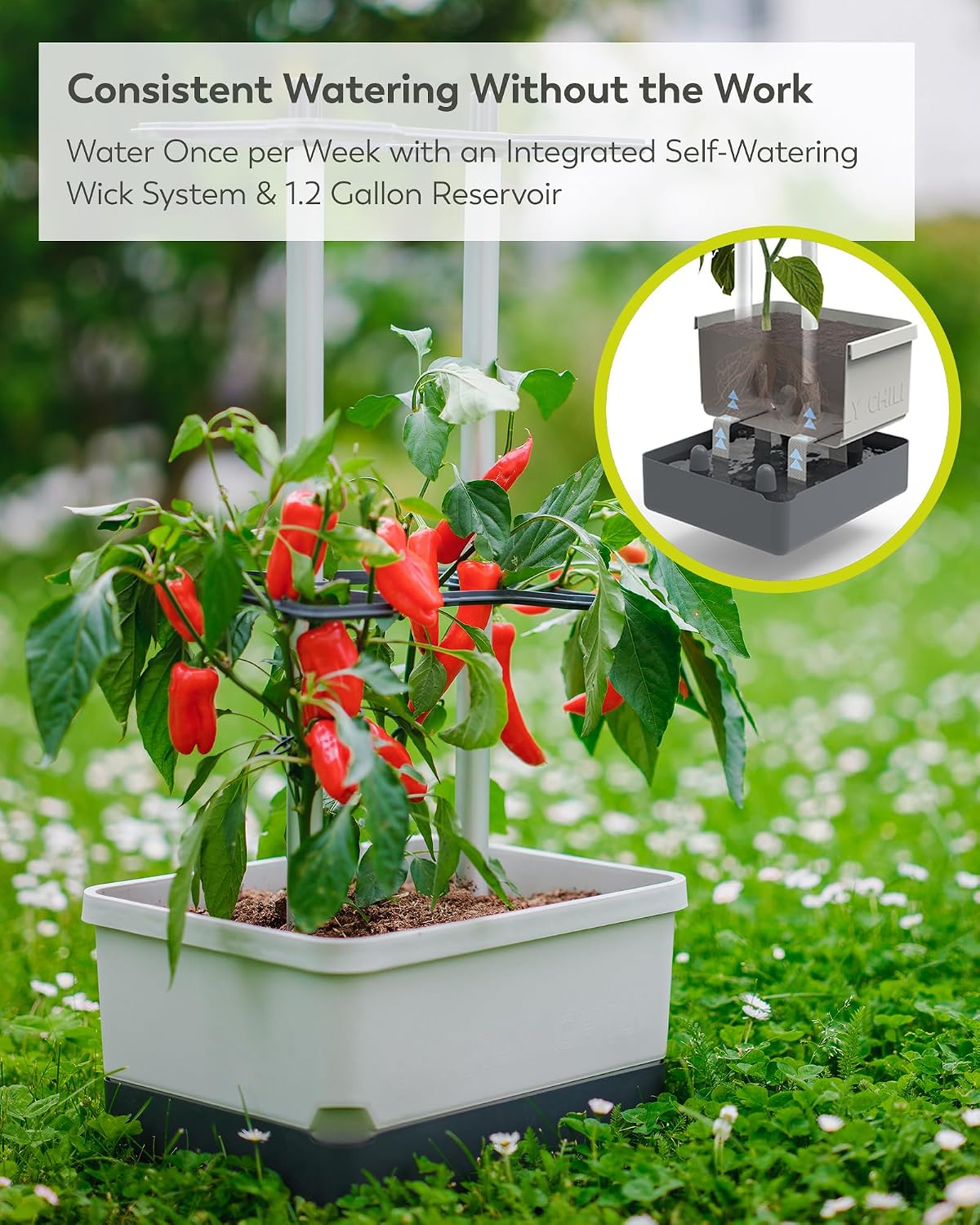 BUZZY Seeds Charly Chili Self-Watering Planter, Trellis, 1.2 Gal, Gray | Self-watering planter, aluminum trellis &