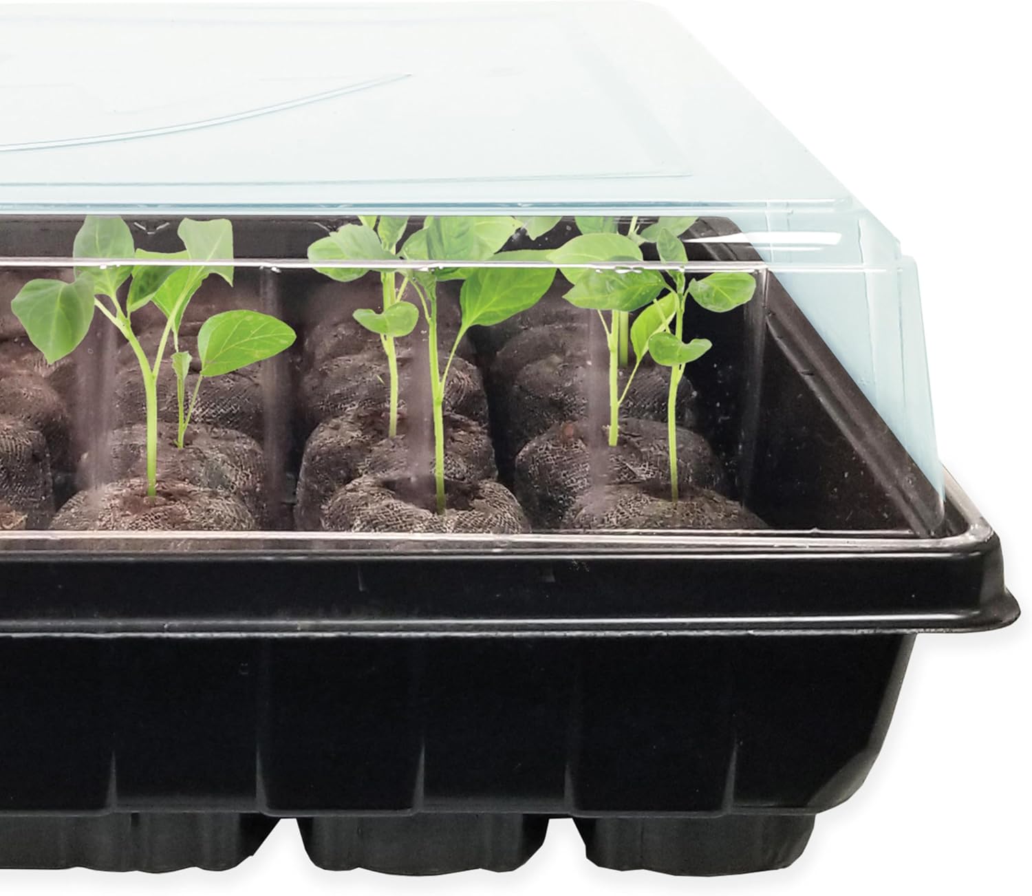 Ferry Morse Jiffy Seed Starting Greenhouse Tray Kit with 72 36mm Peat Pellets and Bonus SUPERthrive Sample + Plant