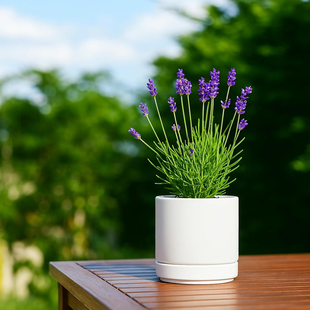 D'vine Dev 4-Pack Ceramic Pots with Saucers, White, 4.7 in, 94-X-B-1 | Glazed Ceramic, Drainage Hole and Saucer, Sleek
