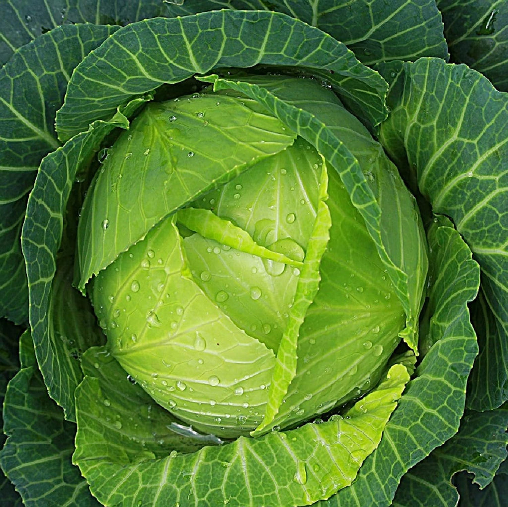Cabbage Seeds for Planting - Plant & Grow Heirloom Cabbage Varieties Home Outdoor Garden – Easy Grow Planting Packet