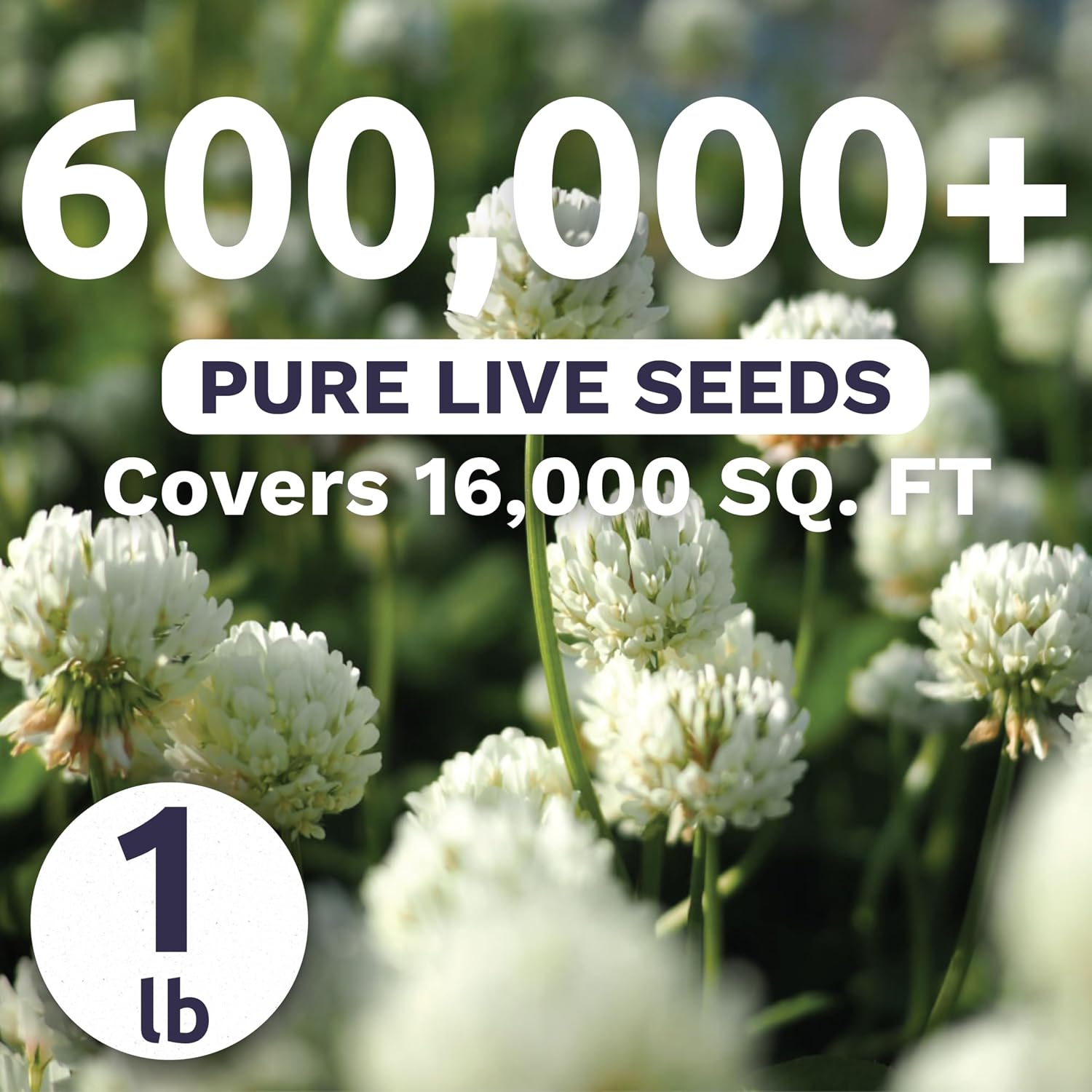 White Dutch Clover - Bulk 1 Pound Pouch - 600,000 Flower Seeds for Planting - Trifolium repens