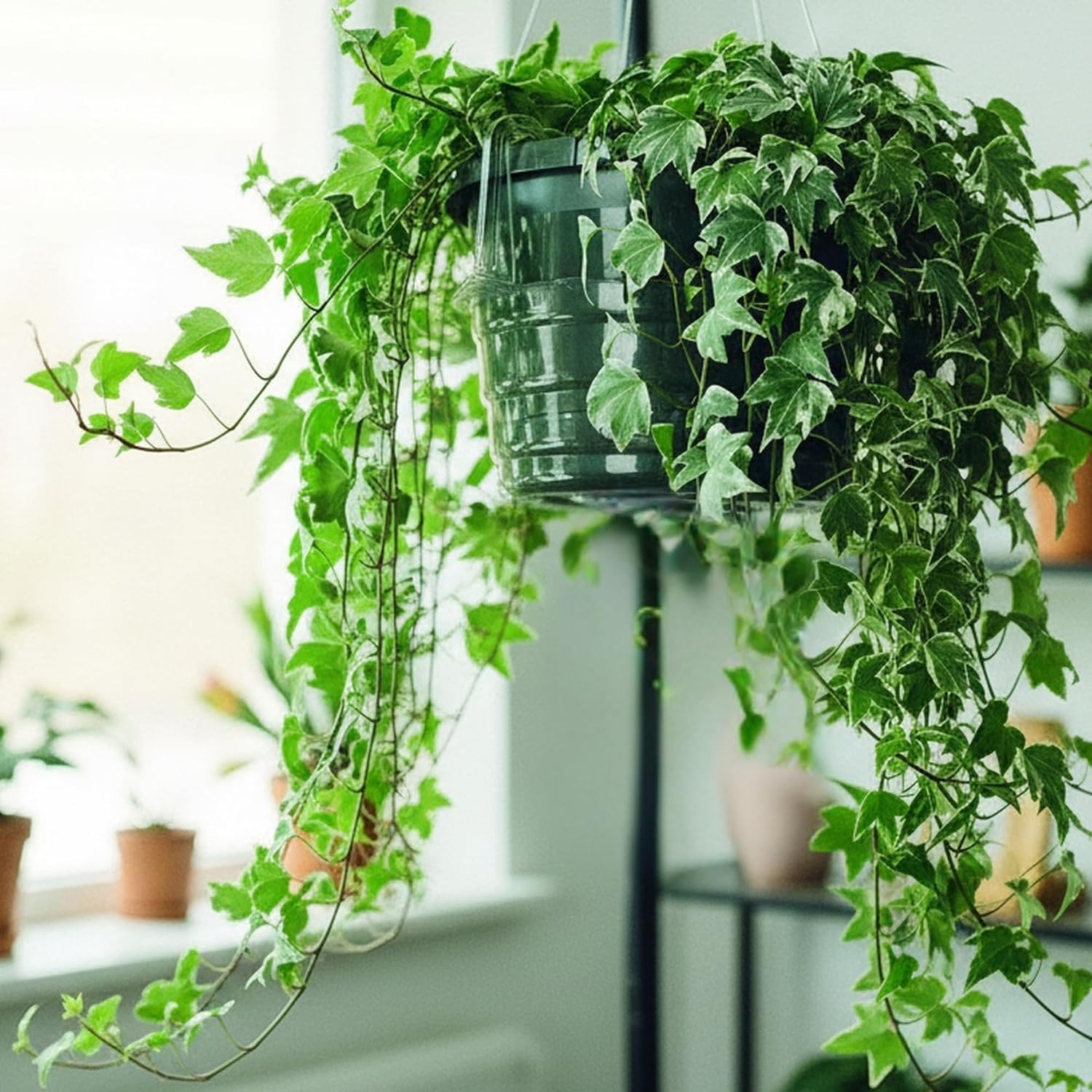 Curtis Wagner Plastics Hanging Basket Drip Pans (5-Pack) | Clear, Round (Diameter = Base 9", Top 12", Depth 3.75")