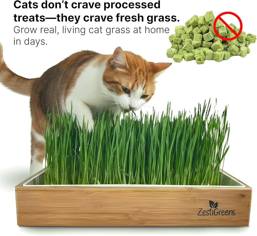 Cat Grass for Indoor Cats - Self-Watering Cat Grass Planter Kit | Reusable no-soil self-watering planter grows fresh