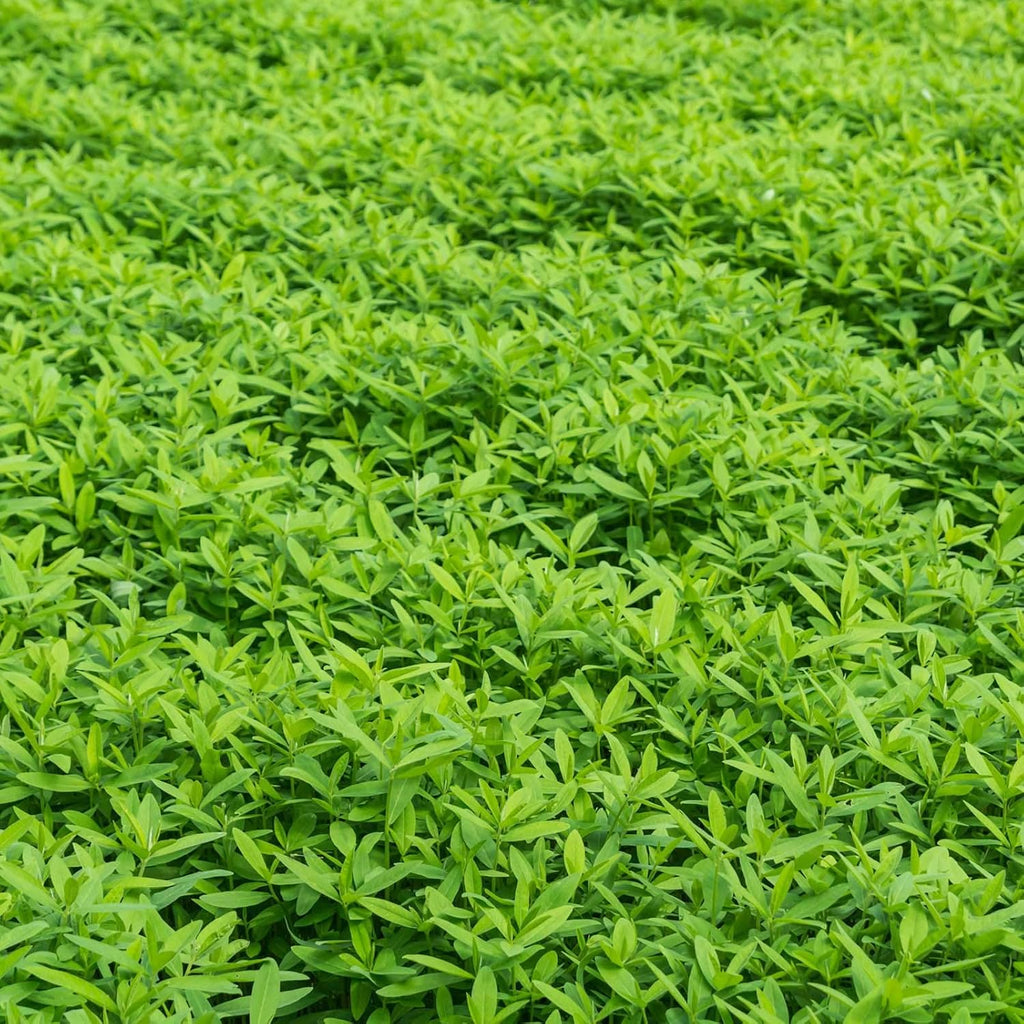 Mountain Valley Seed Co No-Till Garden Farm and Garden Cover Crop Mix Seeds | 5 Lbs - Blend of Gardening Cover Crop