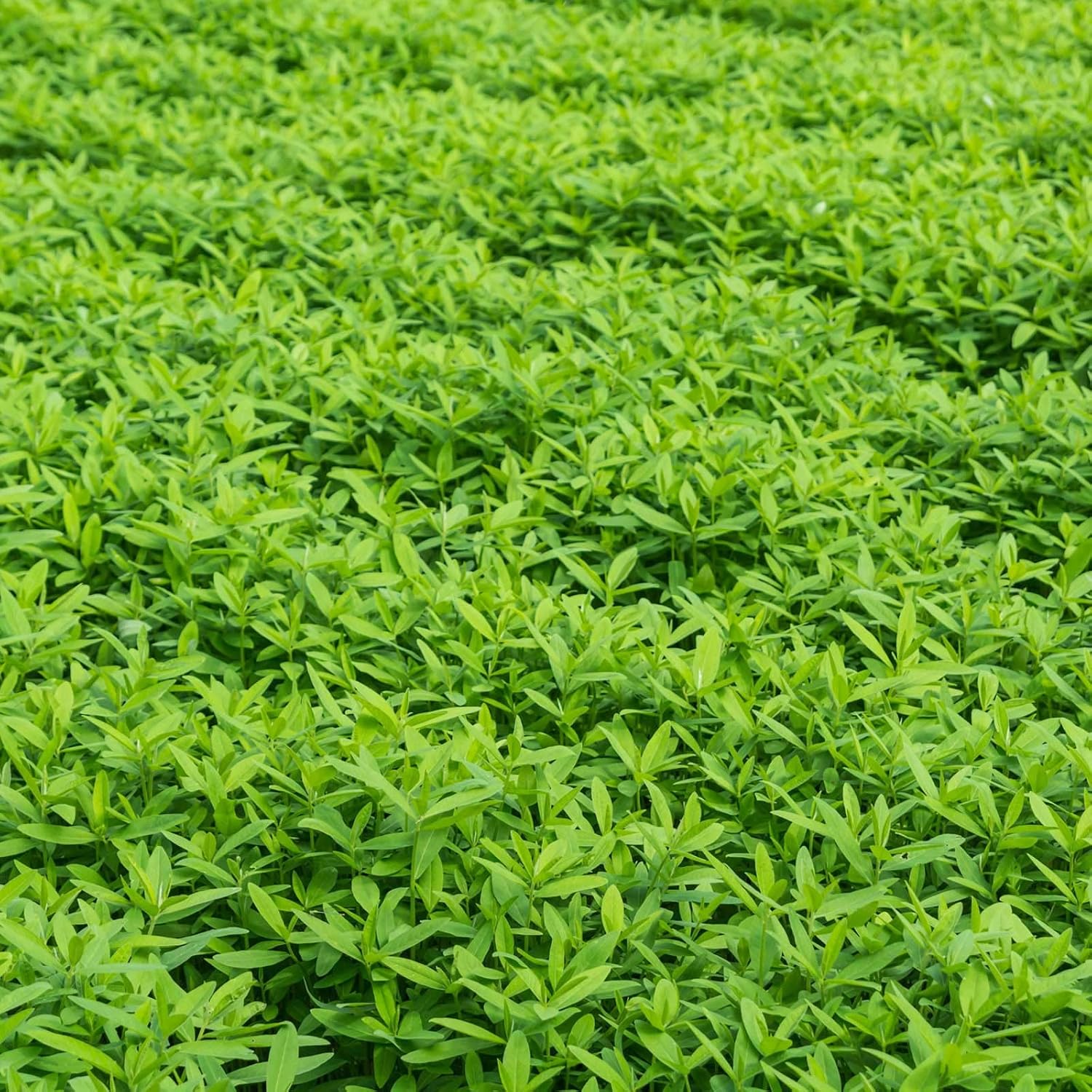 Mountain Valley Seed Co No-Till Garden Farm and Garden Cover Crop Mix Seeds | 5 Lbs - Blend of Gardening Cover Crop