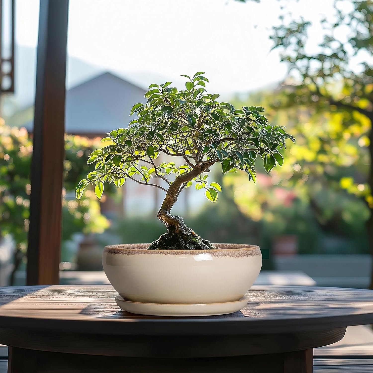 SQOWL Succulent Pots 8 Inch - Ceramic Bonsai Pots for Indoor Plants, Round Shallow Plant Pot with Drainage Hole and
