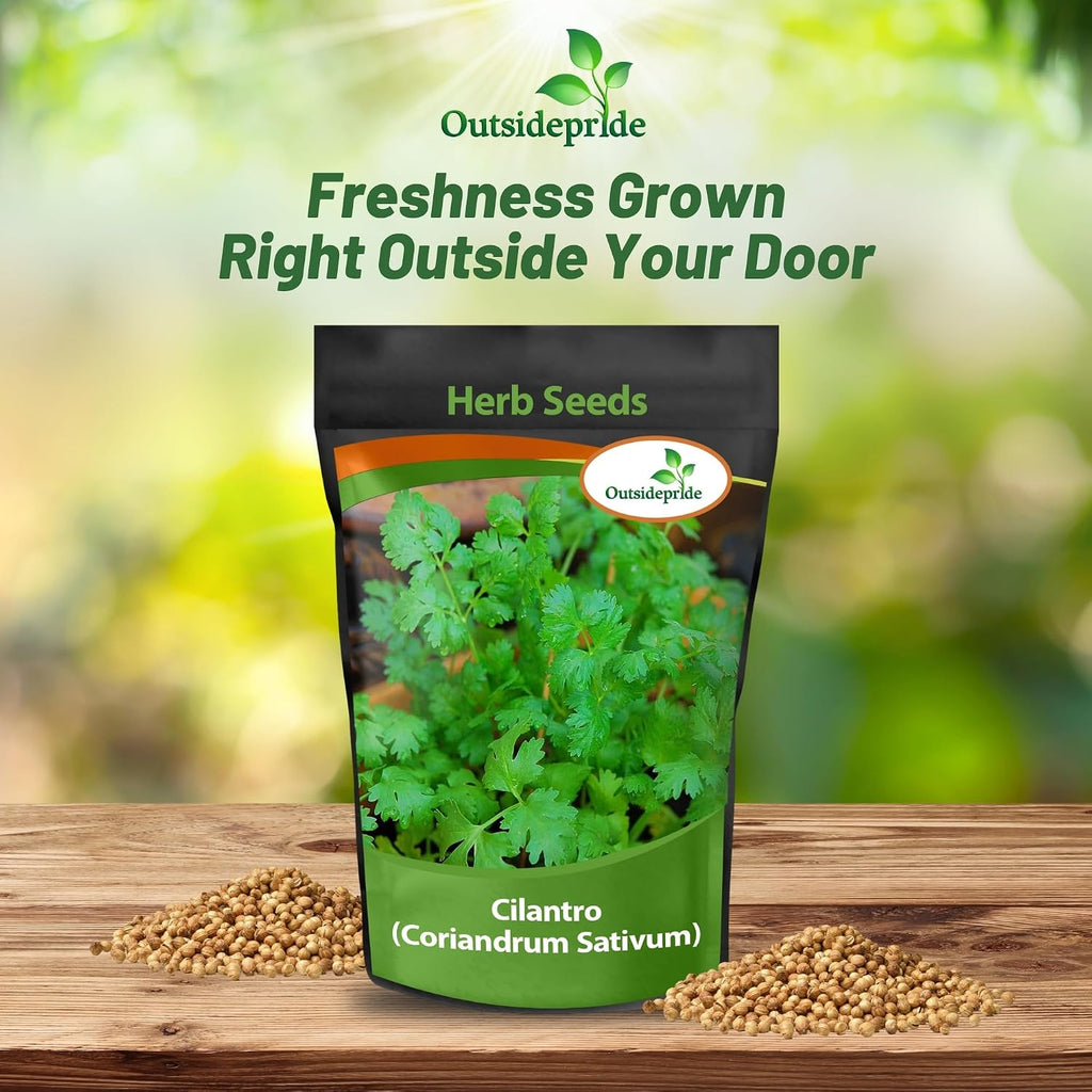 Outsidepride 1 Lb Annual Coriander Cilantro Herb Garden Seeds for Microgreens, Sprouts, & Cooking