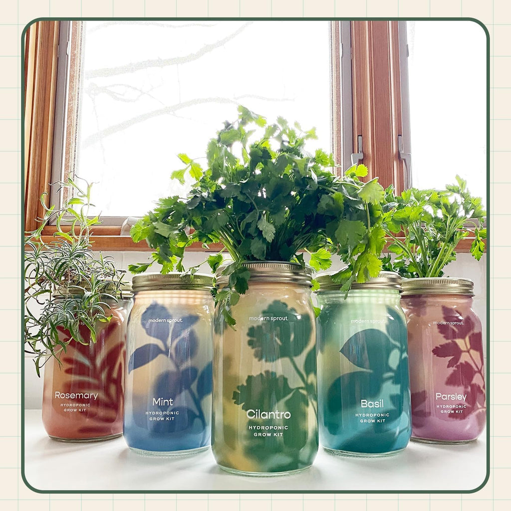 Modern Sprout MasonJar+Replant Kit-Self-Watering Hydroponic System-Cilantro | Growing System Kit w/Organic Herb Seeds