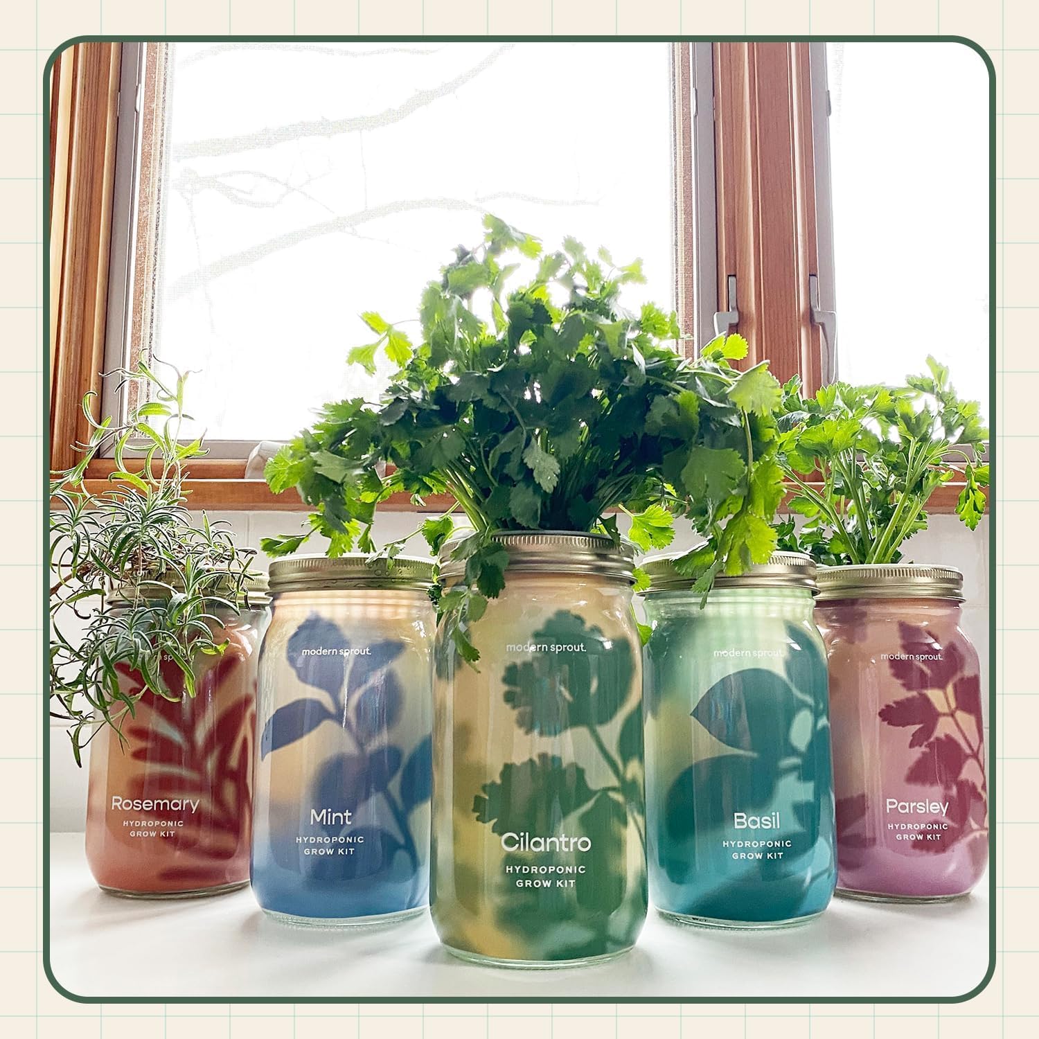 Modern Sprout MasonJar+Replant Kit-Self-Watering Hydroponic System-Cilantro | Growing System Kit w/Organic Herb Seeds