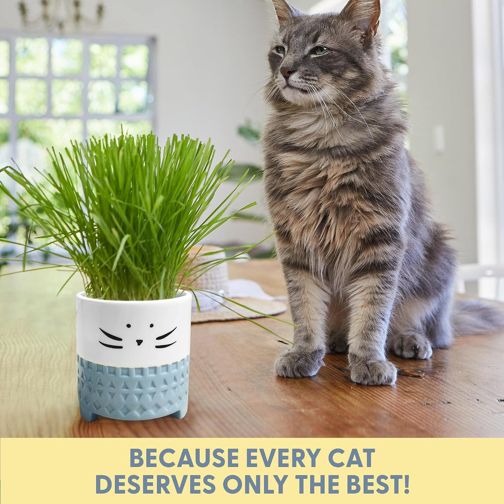 The Cat Ladies Cat Grass for Indoor Cats, Cat Grass Growing Kit with Organic Cat Grass Seed Mix, Soil and Ceramic Cat